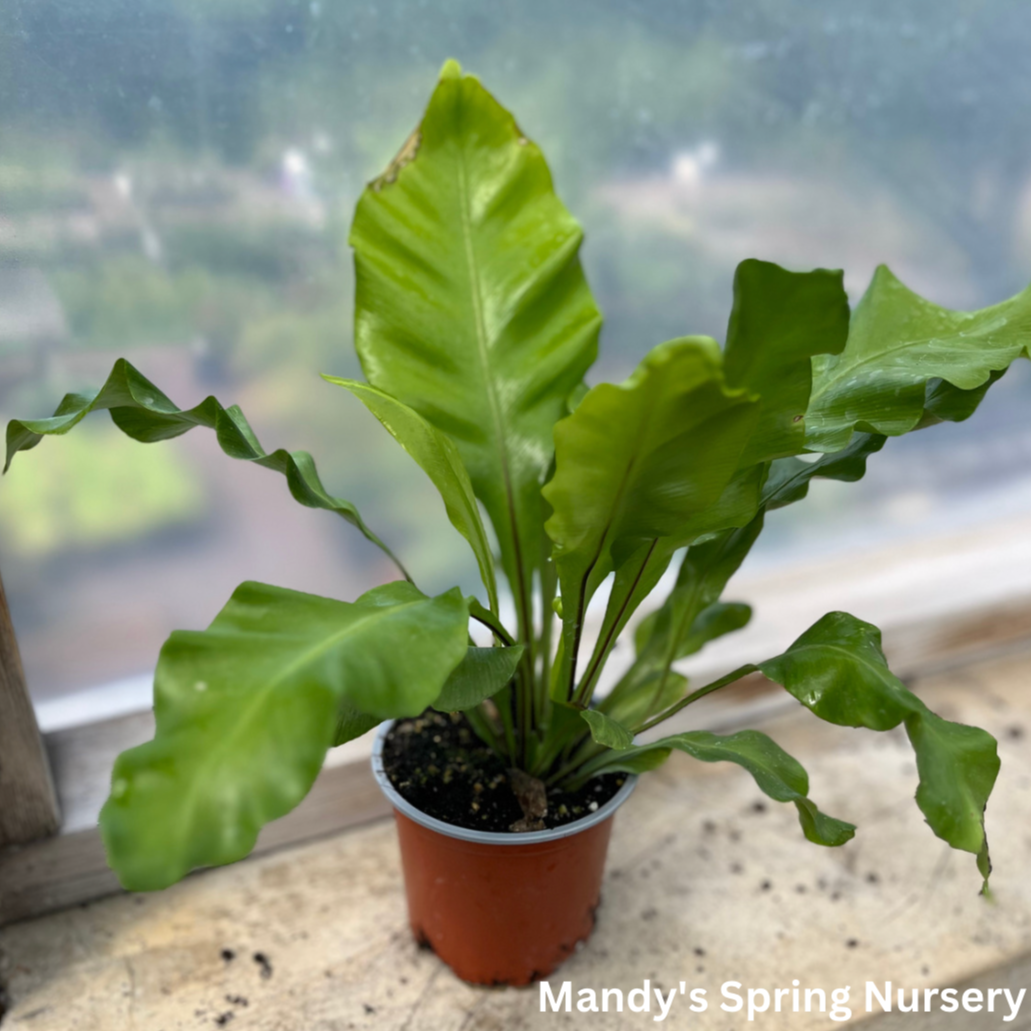 10 asplenium bird's nest fern Bird's Nest Fern