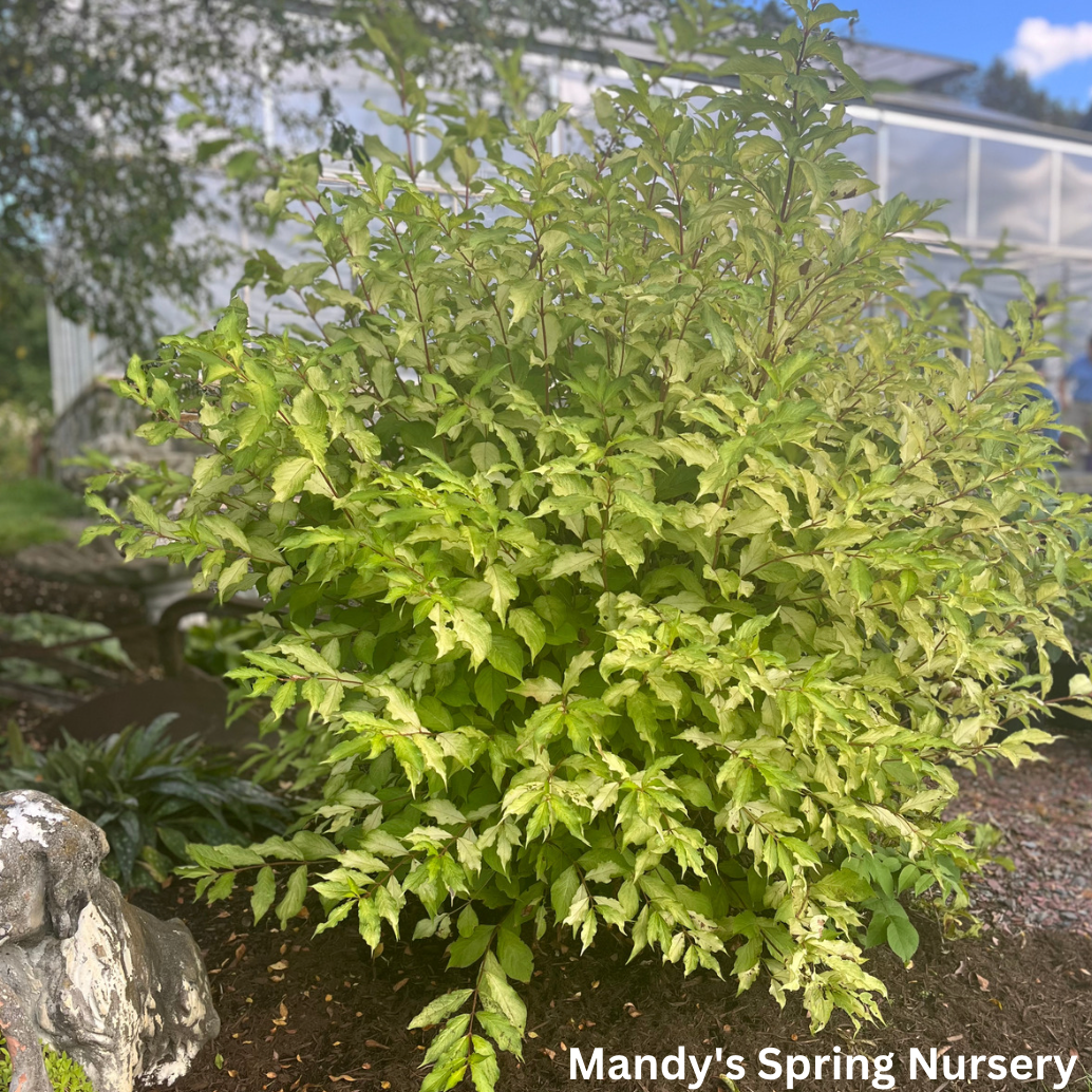 French Lace Weigela | Weigela florida