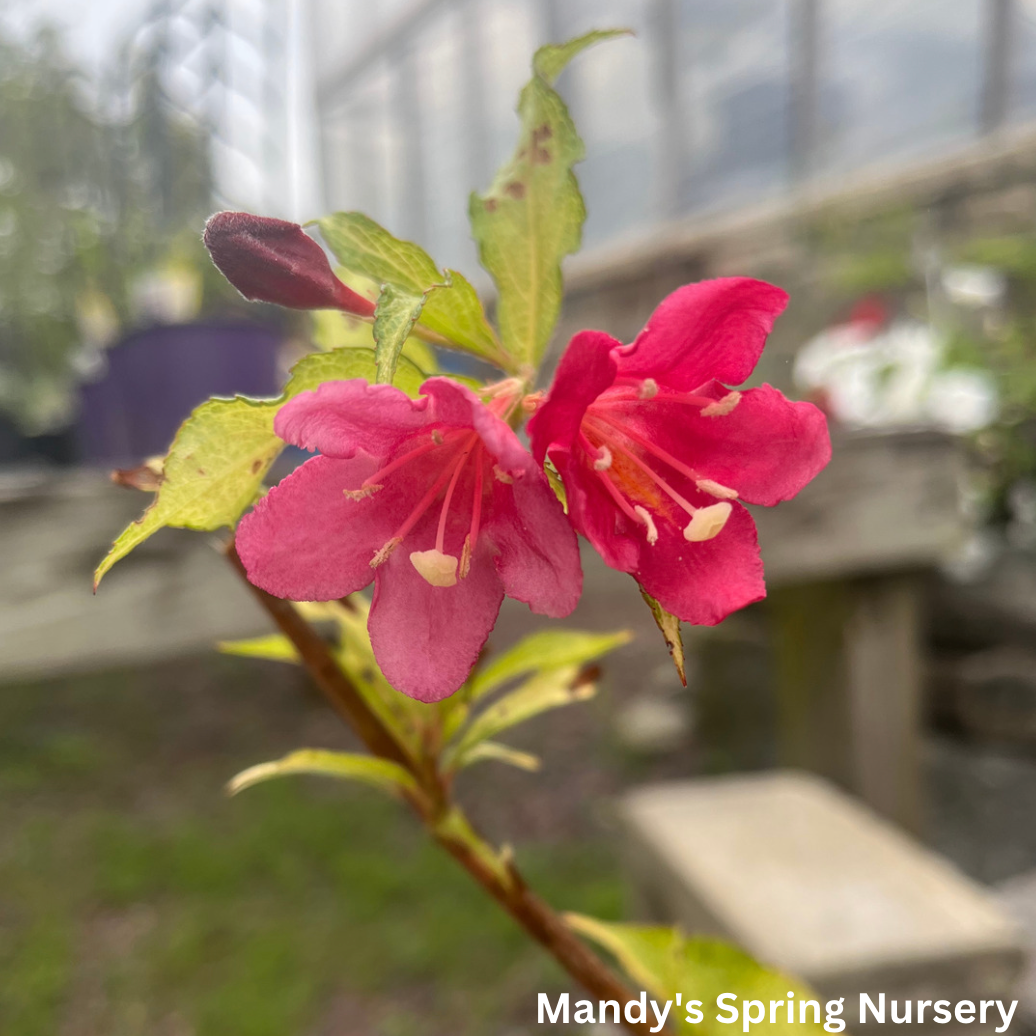 French Lace Weigela | Weigela florida