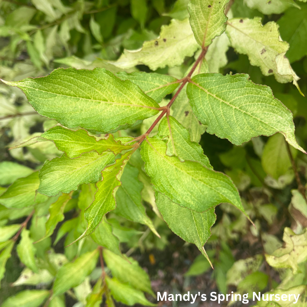 French Lace Weigela | Weigela florida
