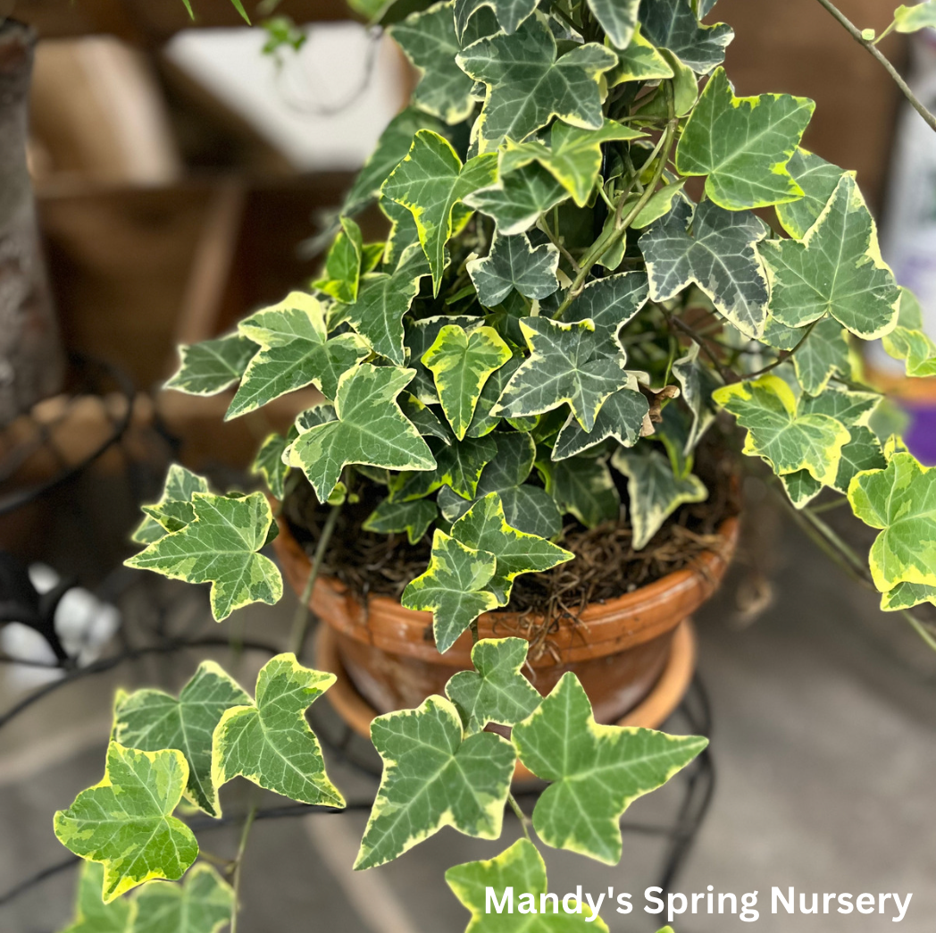 Ivy Assortment (Indoor)