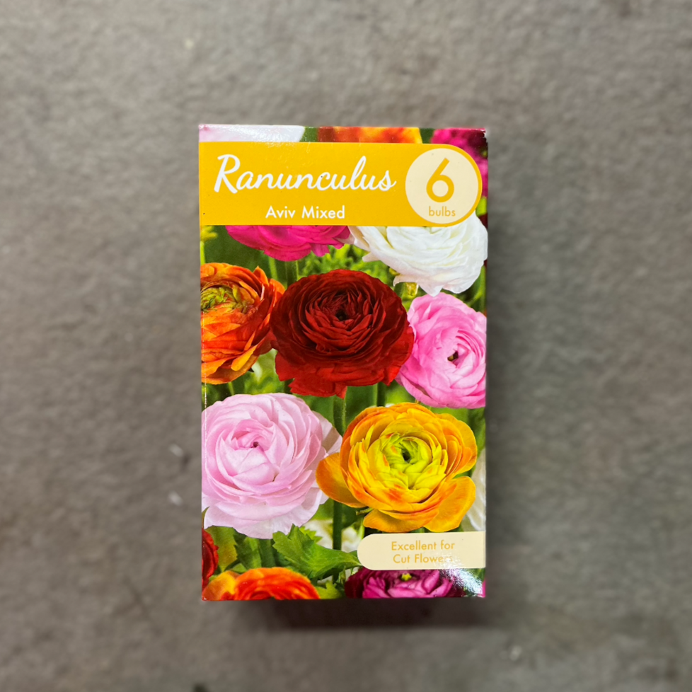 Ranunculus Aviv Mixture - 6 Bulbs