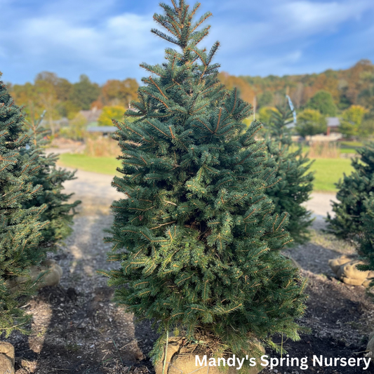 Colorado Blue Spruce | Picea pungens