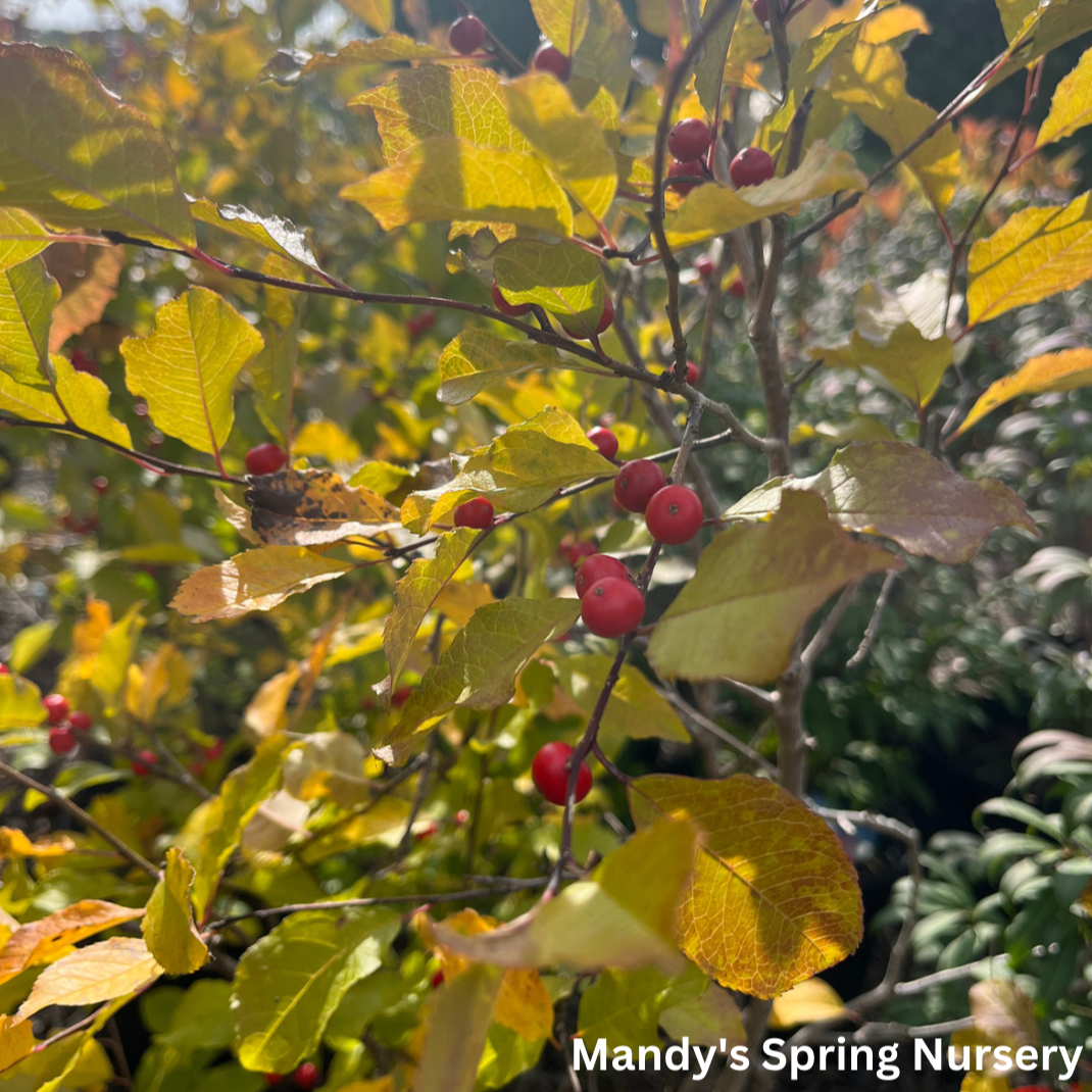 Wildfire™ Winterberry | Ilex verticillata