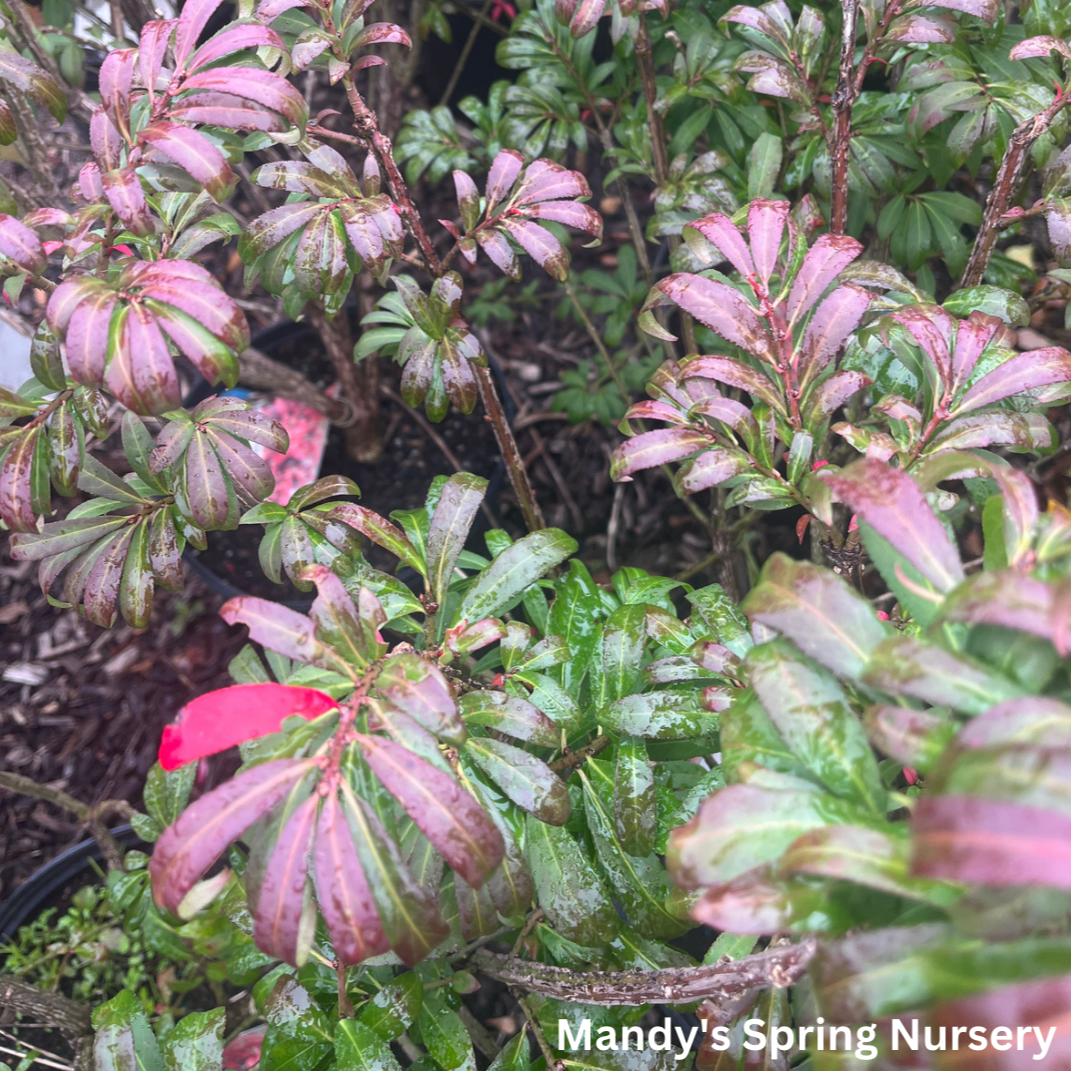 Little Moses Burning Bush | Euonymus alatus 'Odom'