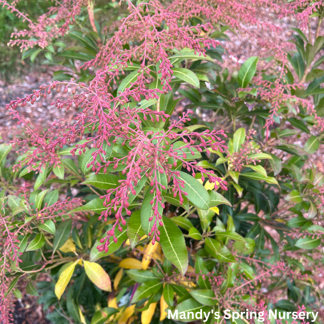 'Mountain Fire' Pieris | Pieris japonica 'Mountain Fire'