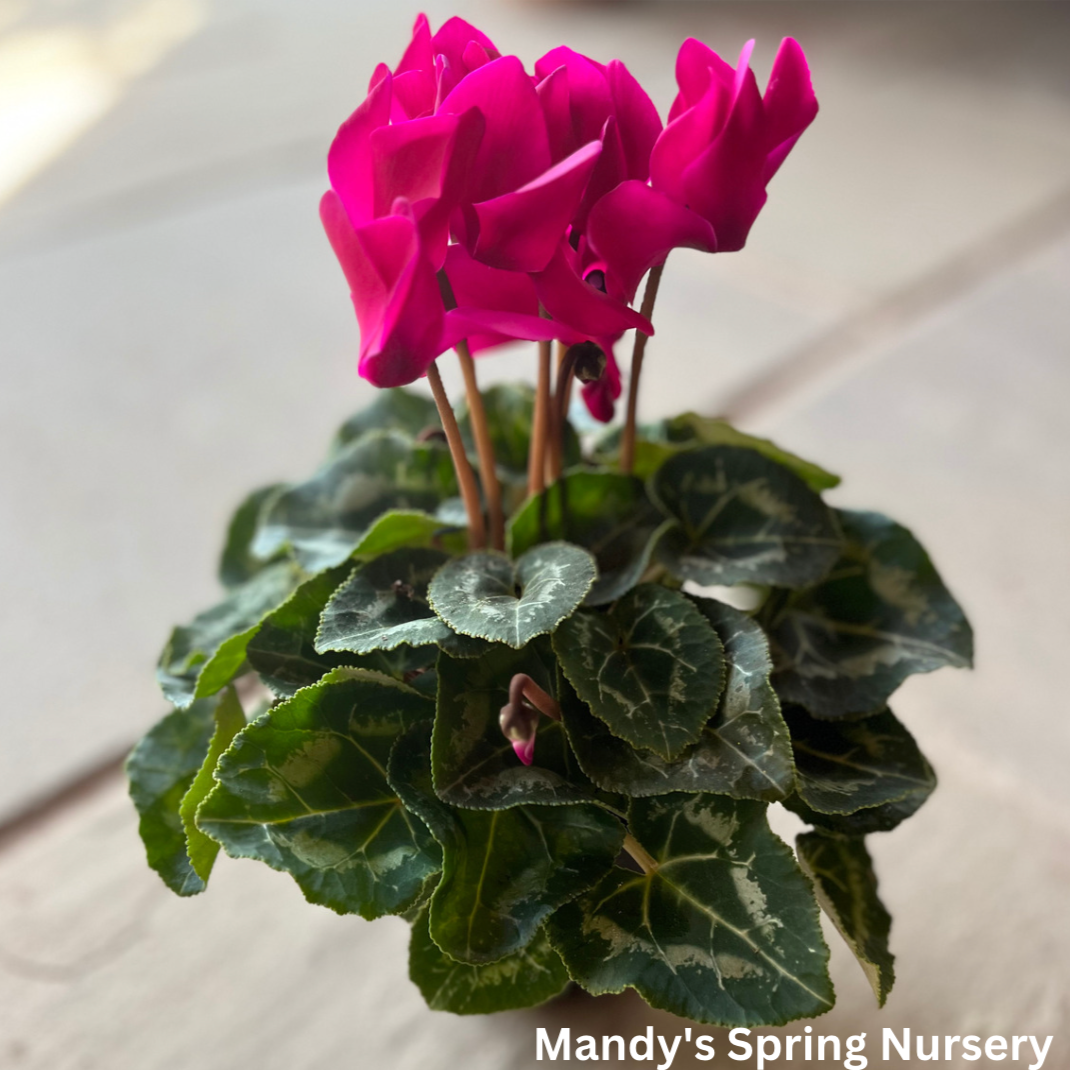 indoor plant cyclamen Cyclamen