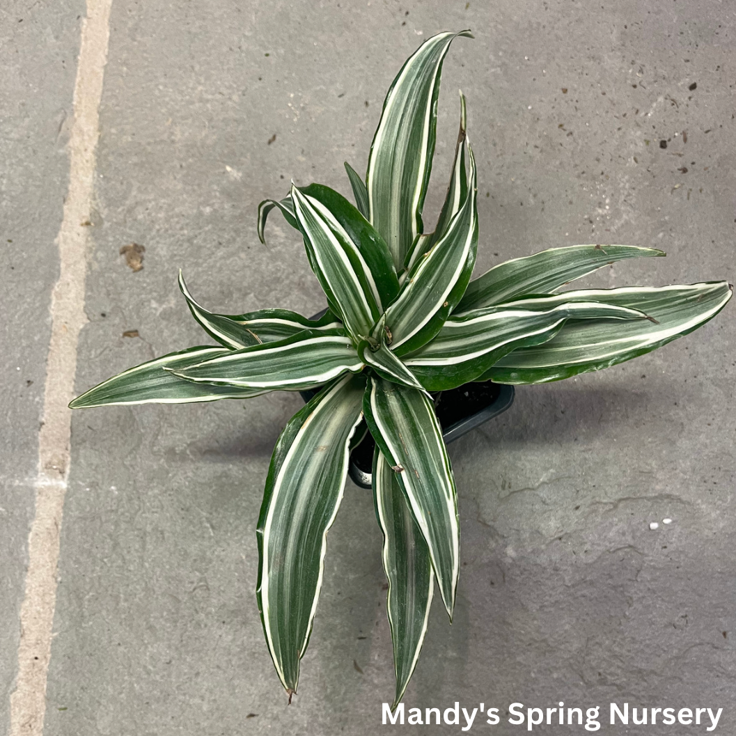dracaena deremensis white jewel White Jewel Dracaena
