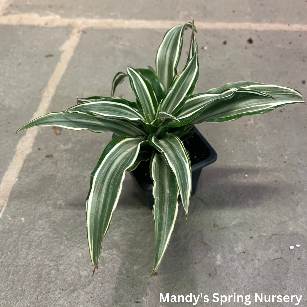 White Jewel Dracaena | Dracaena fragrans 'White Jewel'