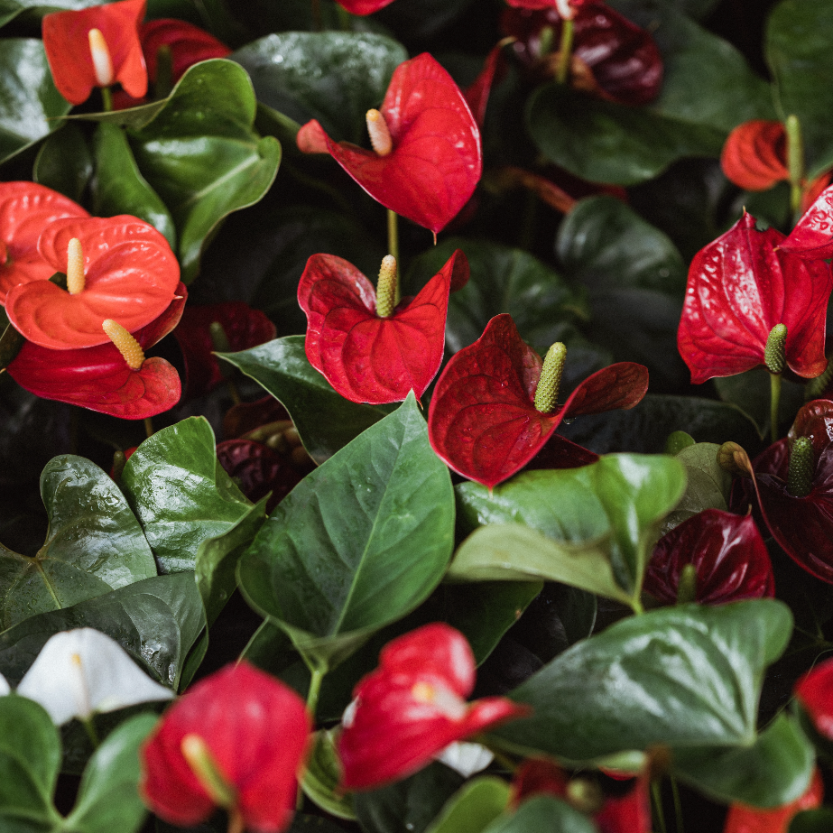 Anthurium | Anthurium andraeanum