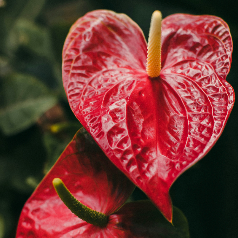 Anthurium | Anthurium andraeanum
