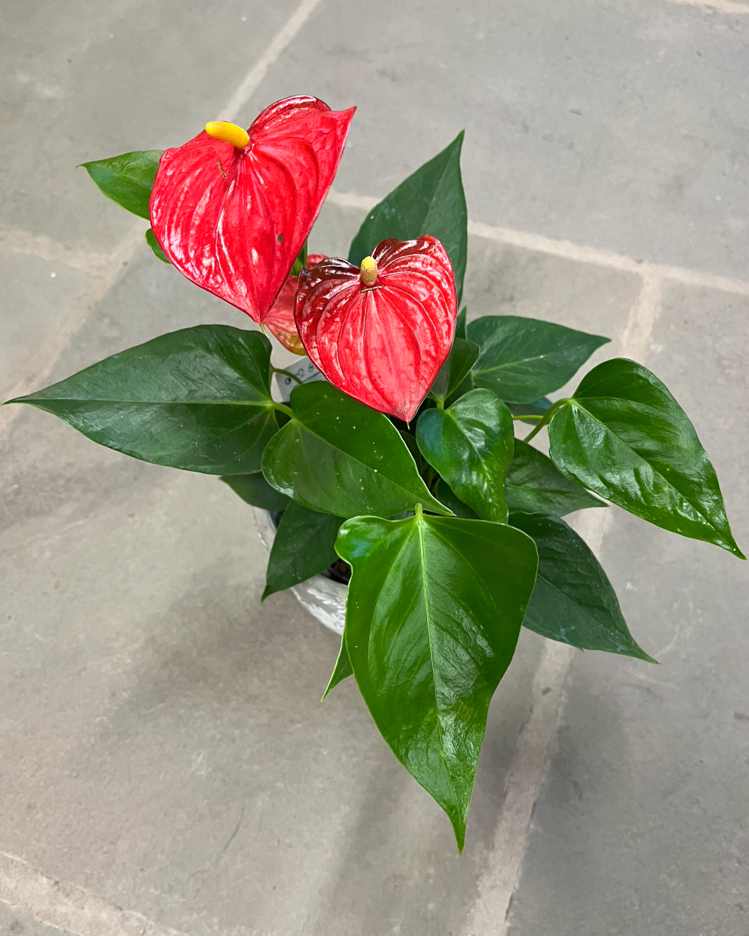Anthurium | Anthurium andraeanum