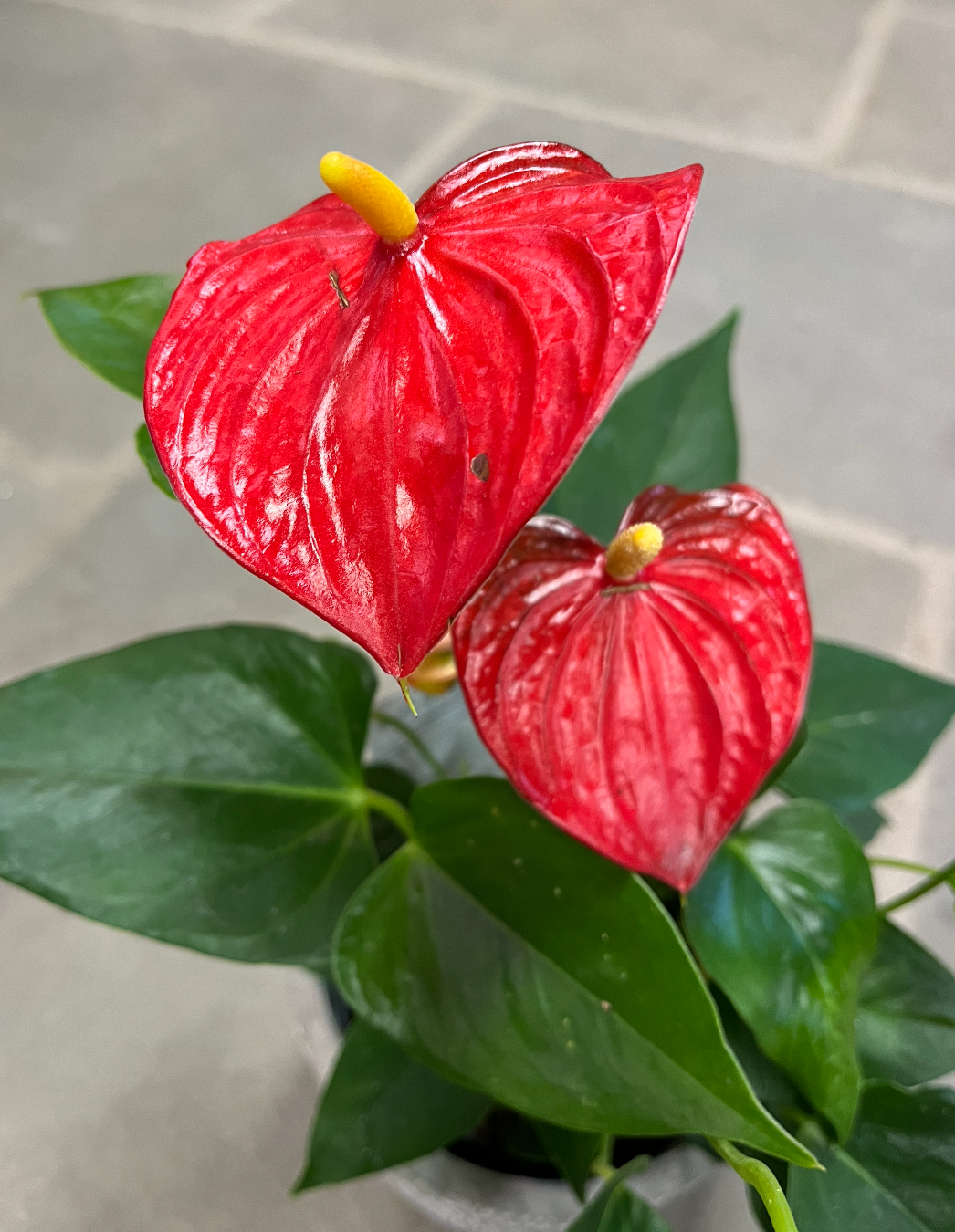 Anthurium | Anthurium andraeanum