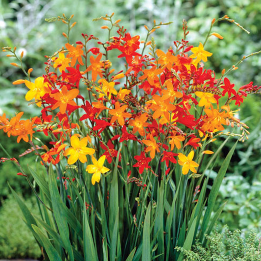 Crocosmia Mixture | 8 corms