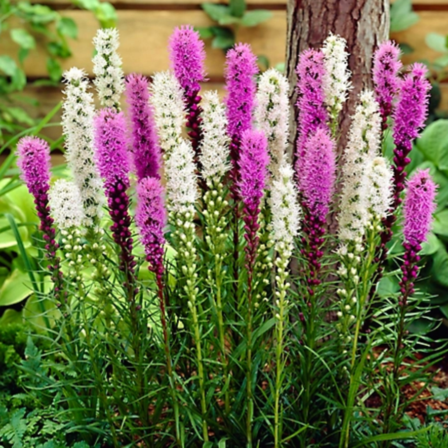 Blazing Star - Liatris Mixture | 8 Bulbs