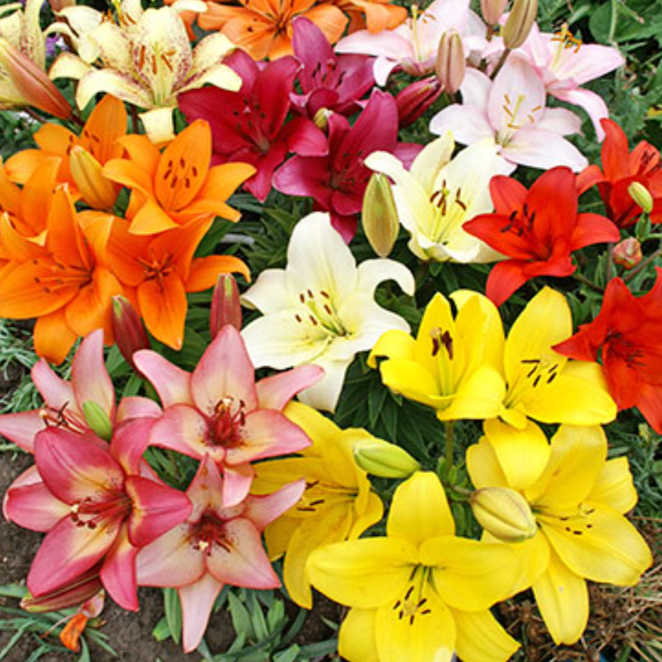 is an asiatic lily a perennial Asiatic Lily Mix