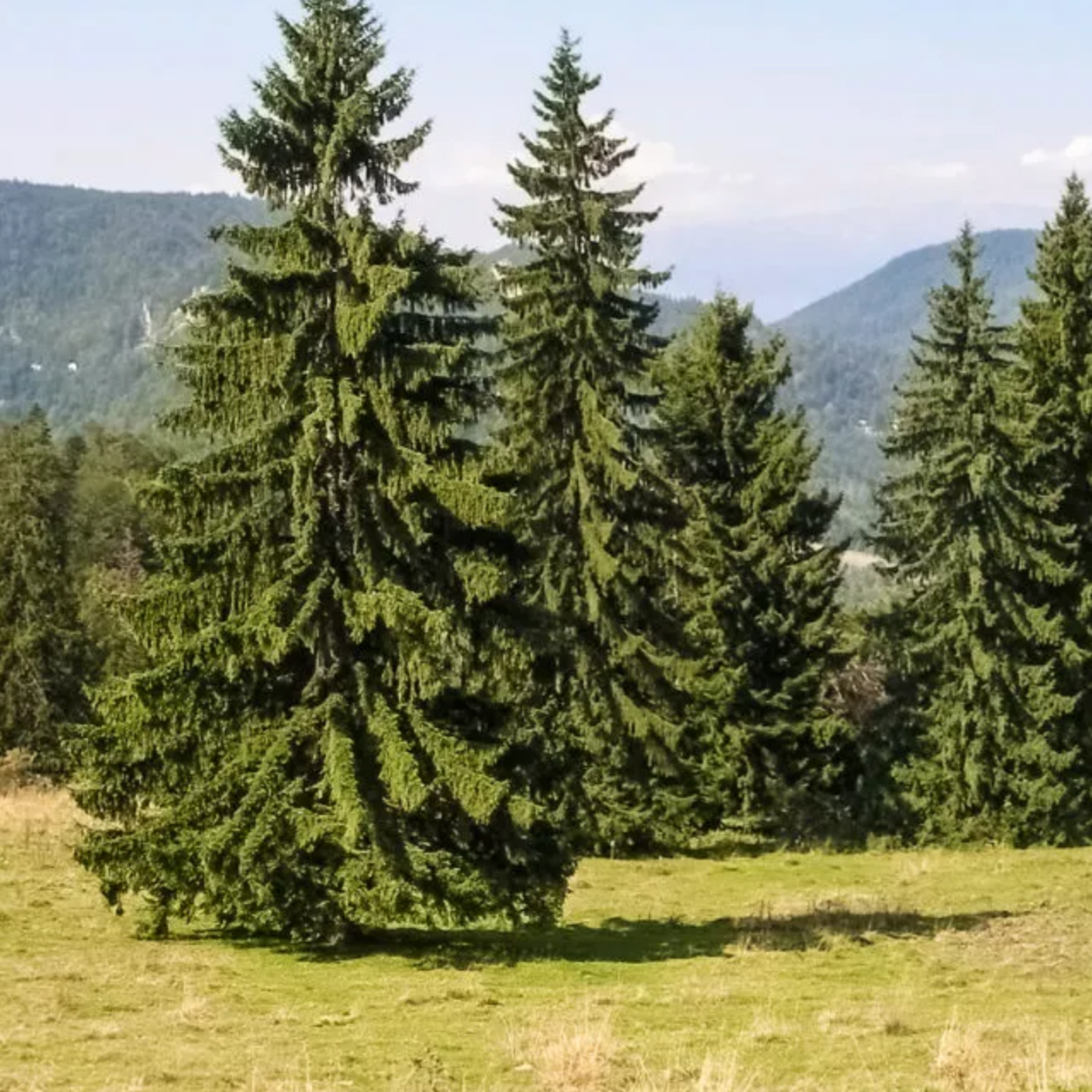 Norway Spruce | Picea abies – Mandy Spring Farm Nursery, Inc. Norway Spruce | Picea abies – Mandy Spring Farm Nursery, Inc.