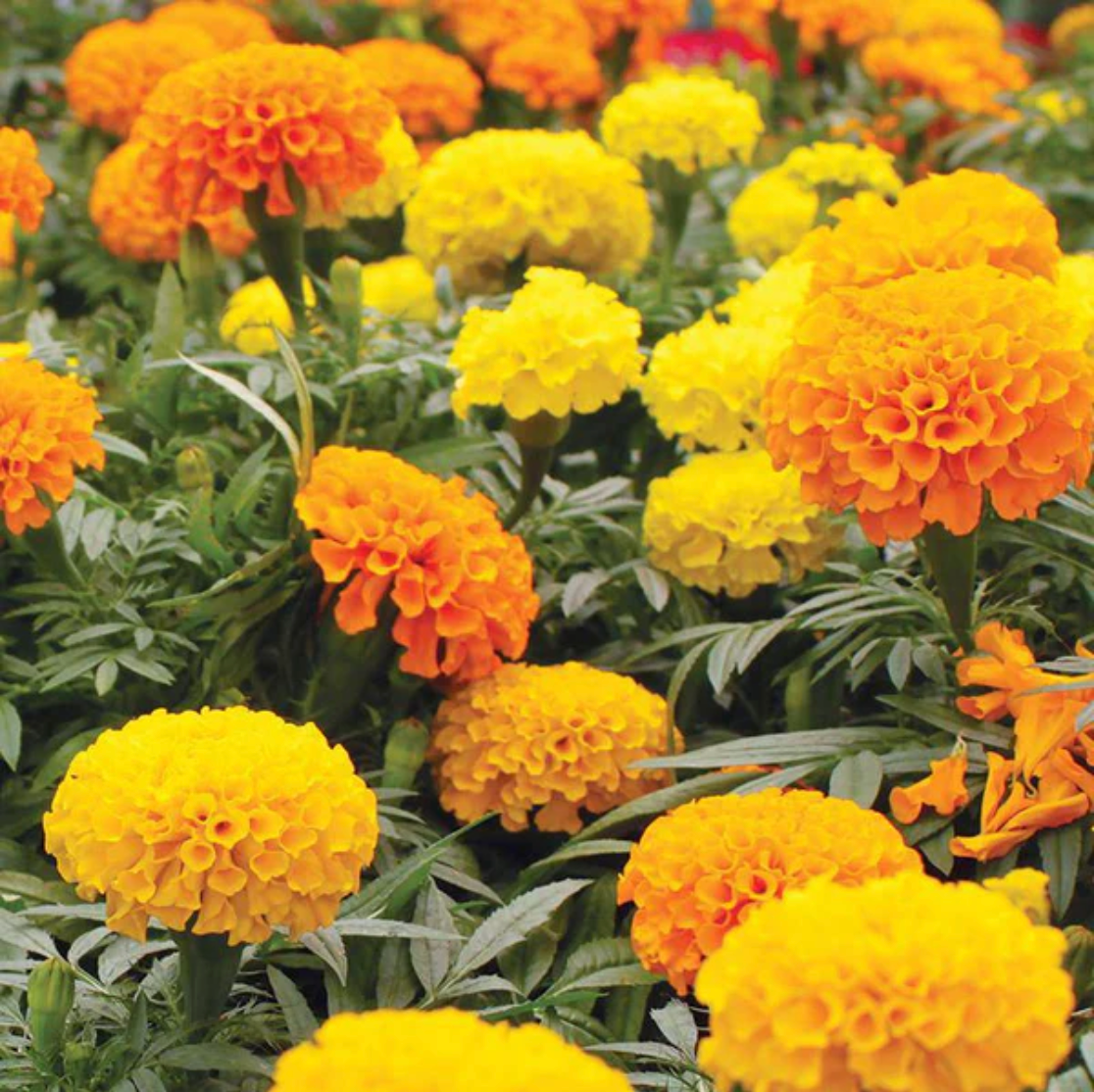 marigold crackerjack seeds Marigold 'Crackerjack' Mixed Colors