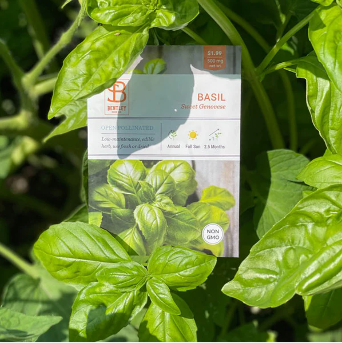 Basil 'Sweet Genovese' - Herb Seeds