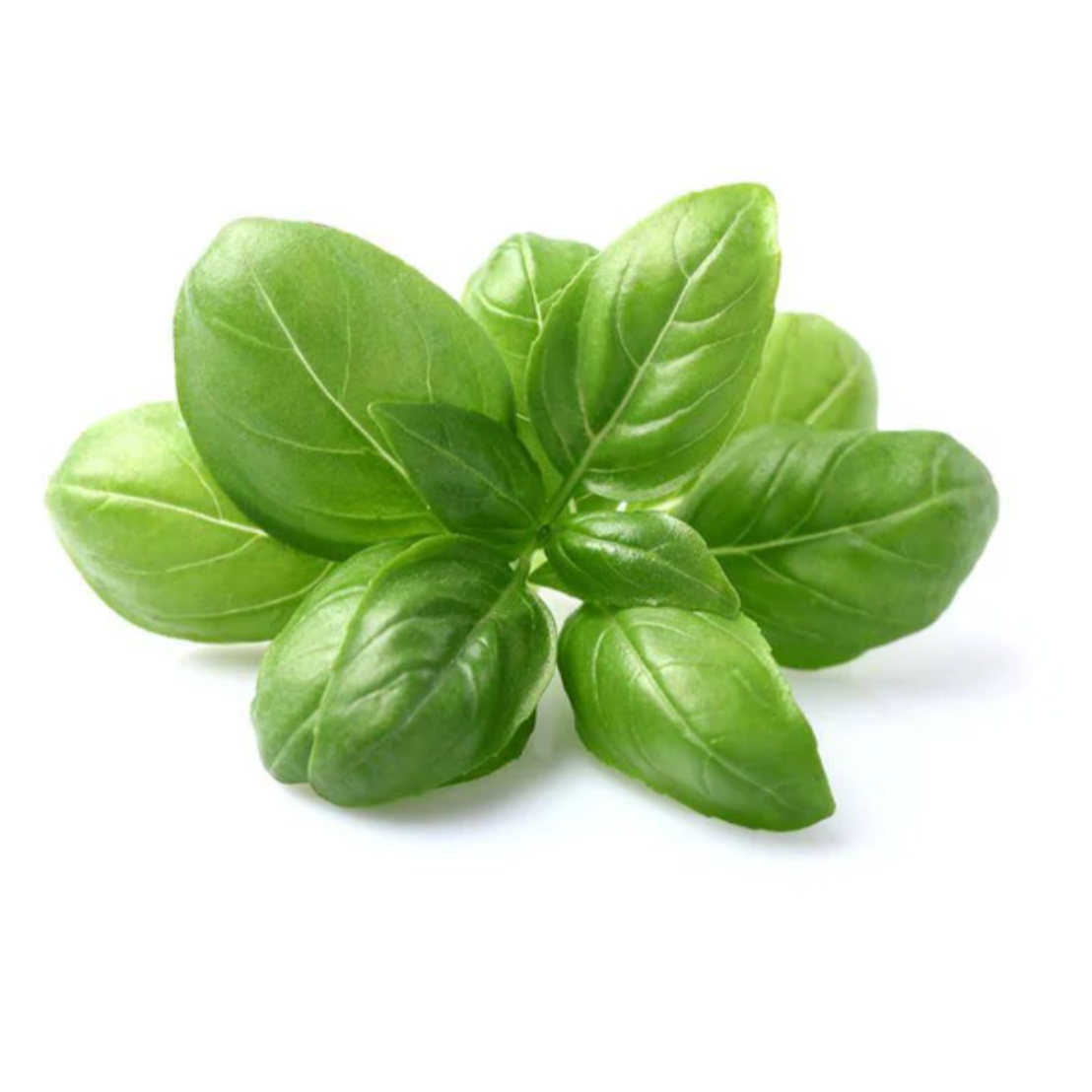 Basil 'Sweet Genovese' - Herb Seeds
