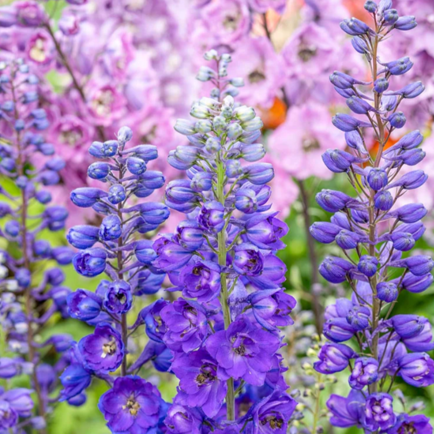 'Magic Fountains' Dark Blue Bee Larkspur | Delphinium