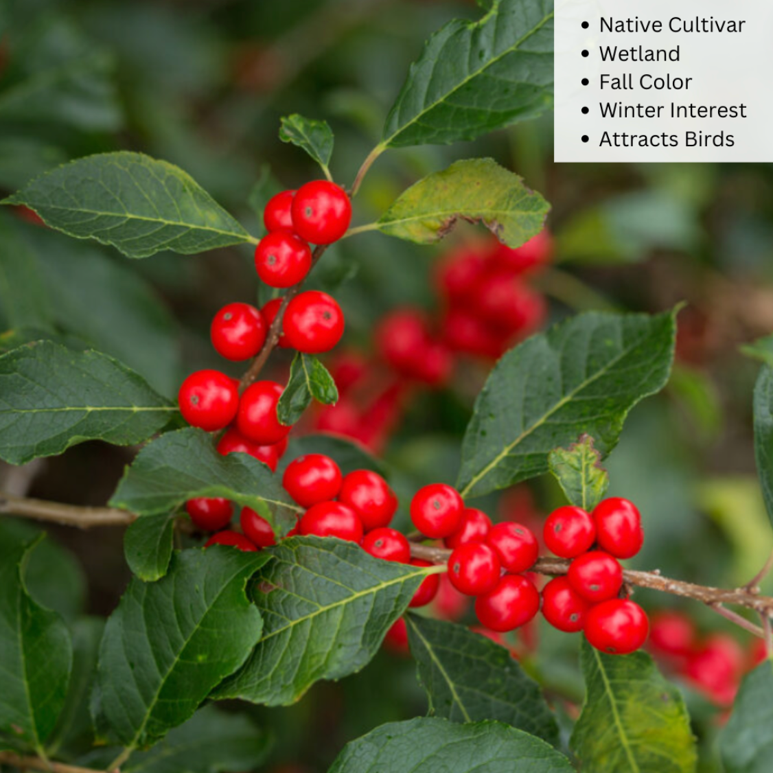Wildfire™ Winterberry | Ilex verticillata – Mandy Spring Farm