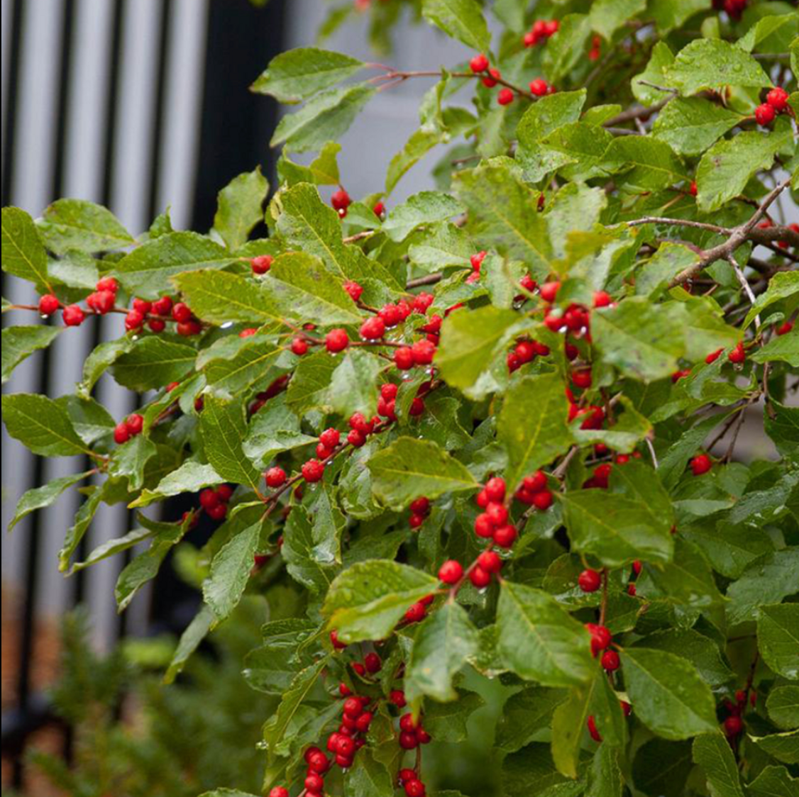 Wildfire™ Winterberry | Ilex verticillata