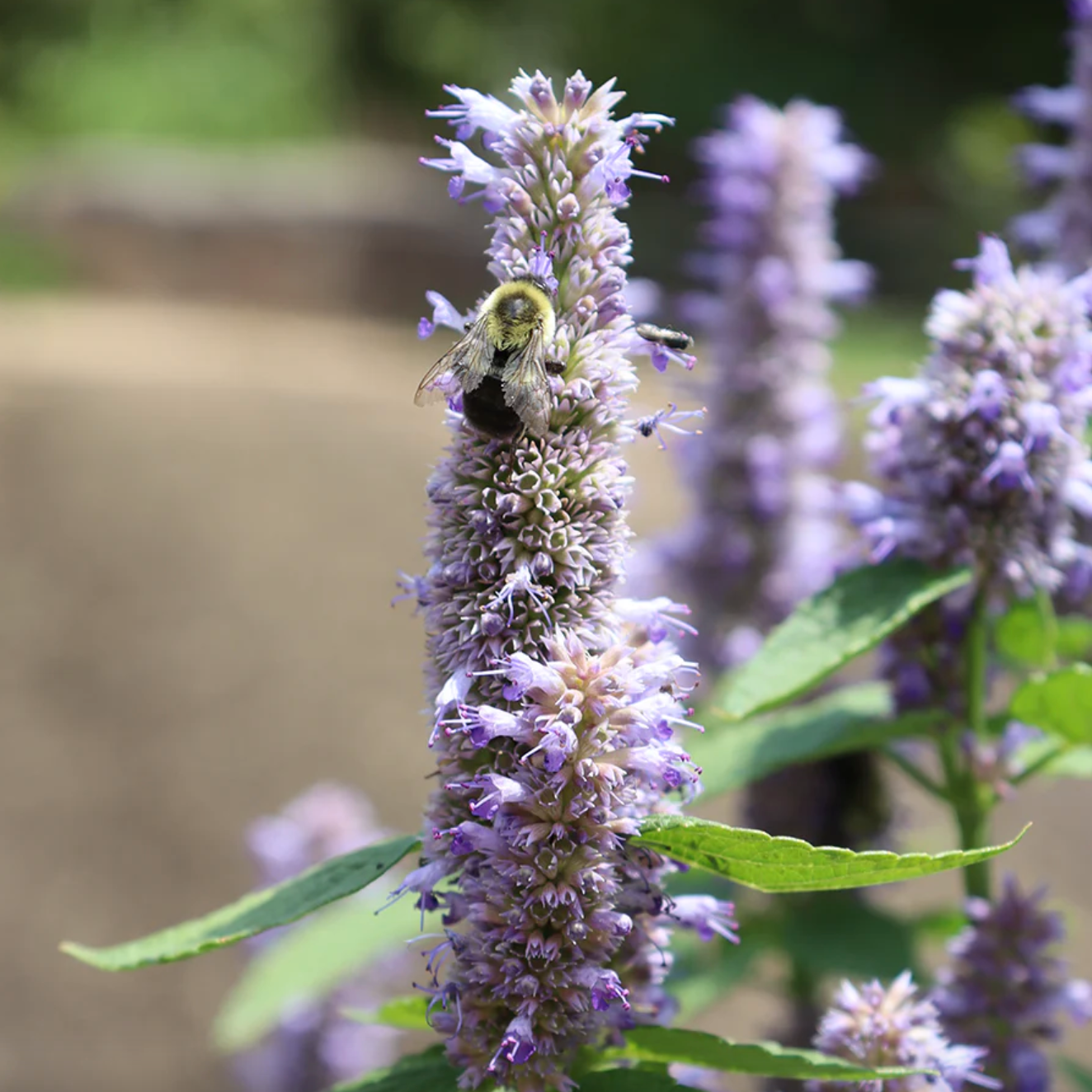 lavender hyssop plant 'Blue Fortune' Anise Hyssop