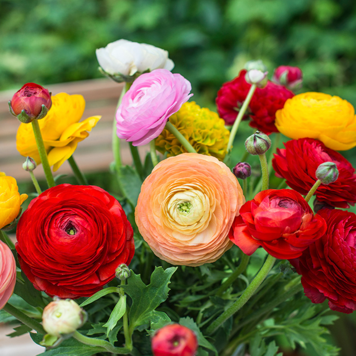 Ranunculus Aviv Mixture - 6 Bulbs