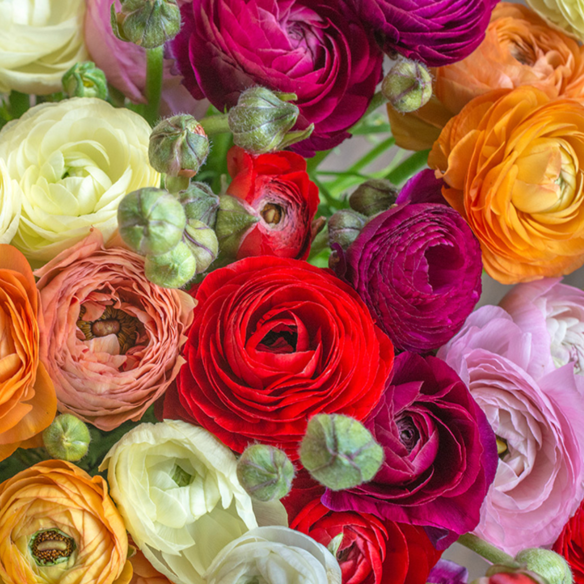 Ranunculus Aviv Mixture - 6 Bulbs