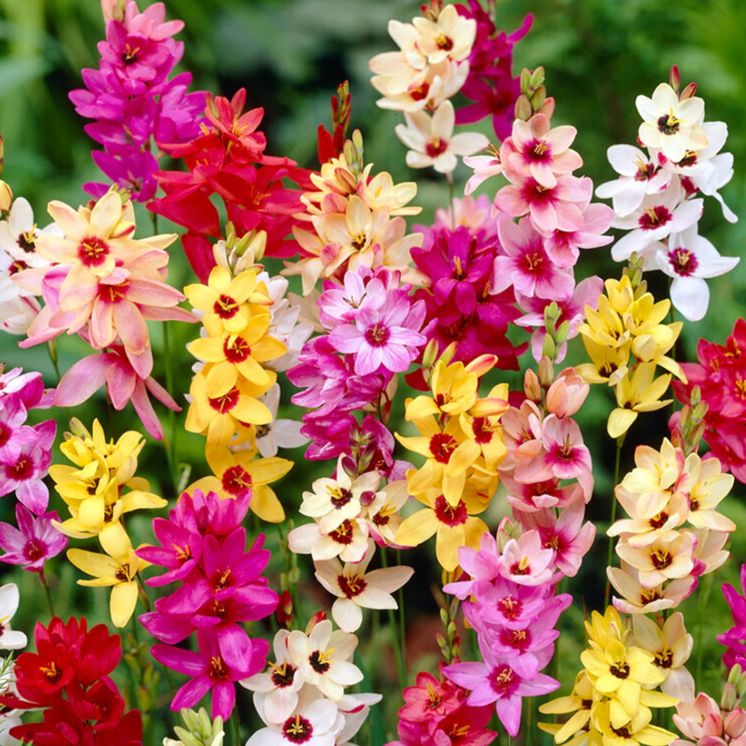 Bulbs - Wand Flower | Ixia Mixture