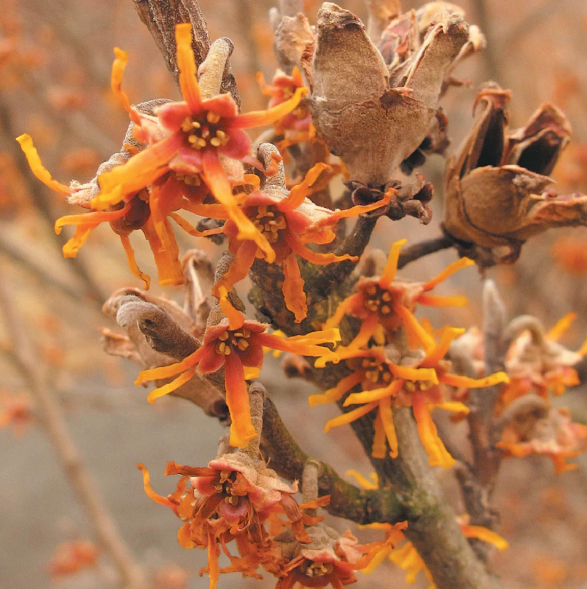 Ozark Witch Hazel | Hamamelis vernalis
