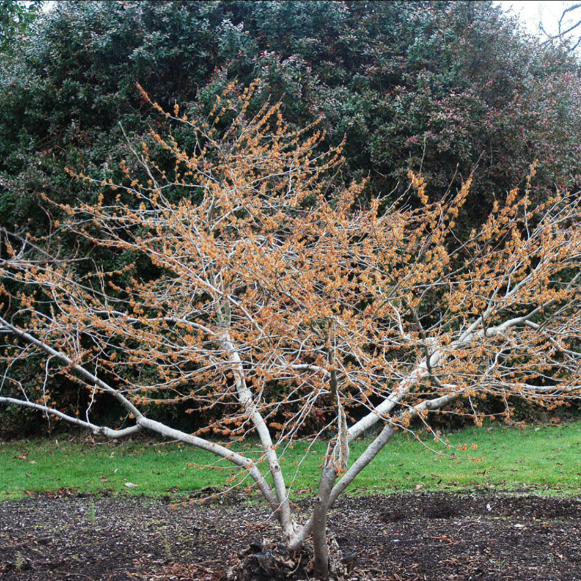 Ozark Witch Hazel | Hamamelis vernalis