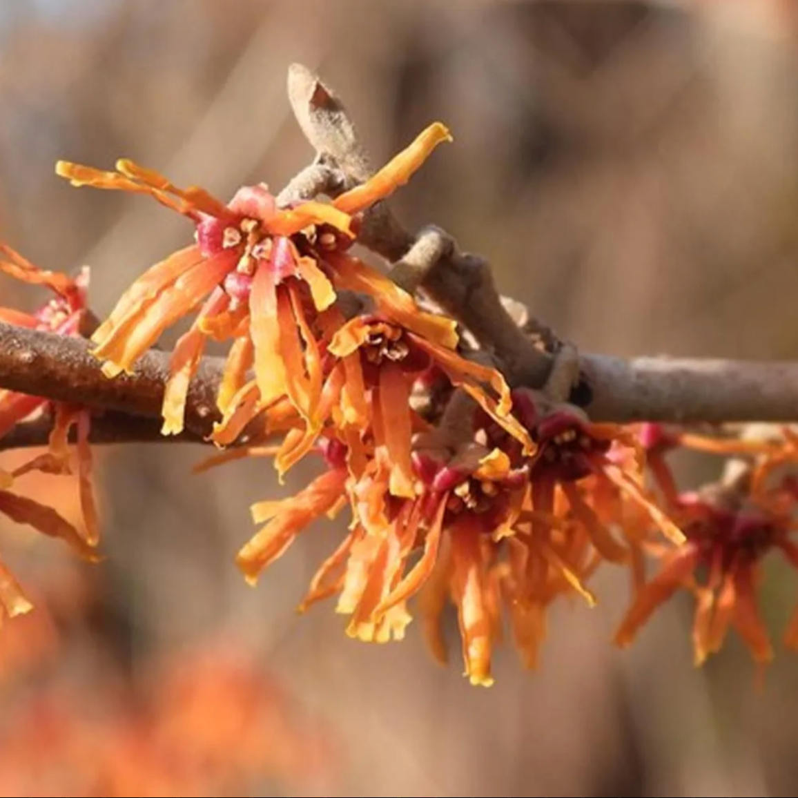 Ozark Witch Hazel | Hamamelis vernalis