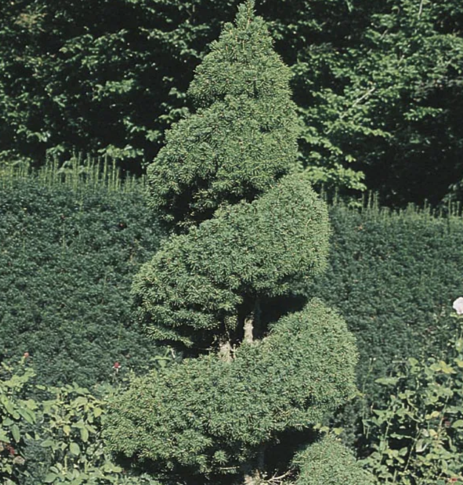 Dwarf Alberta Spruce | Picea glauca 'Conica'