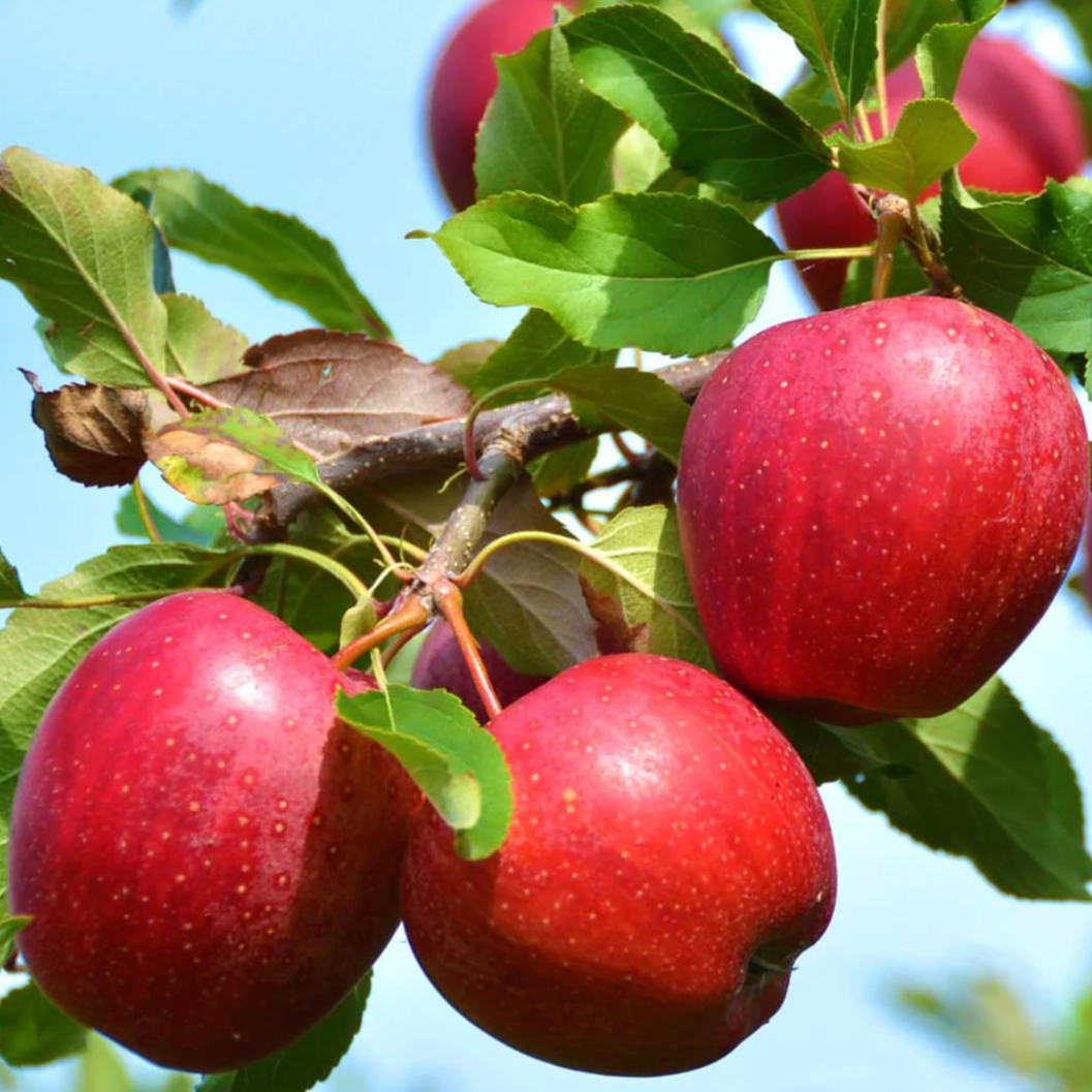 Kinderkrisp Apple | Malus ‘KinderKrisp’