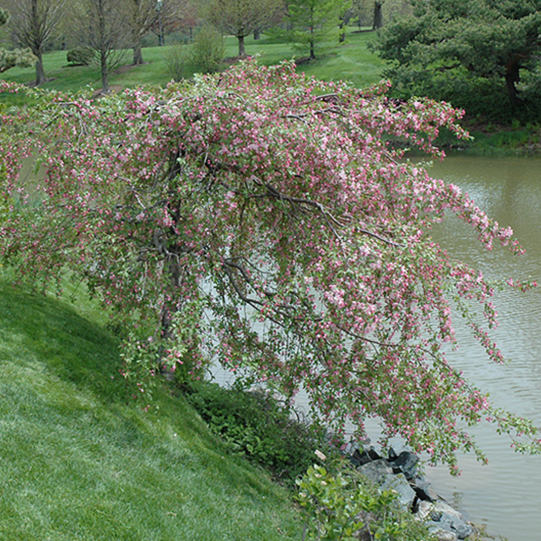 Louisa Crabapple | Malus 'Louisa'