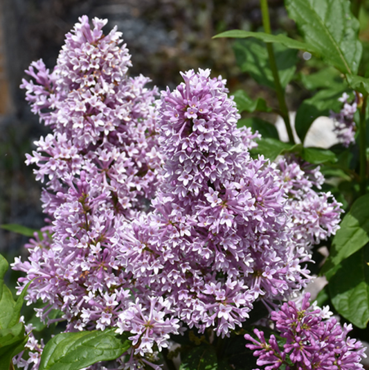 Donald Wyman Lilac | Syringa x prestoniae
