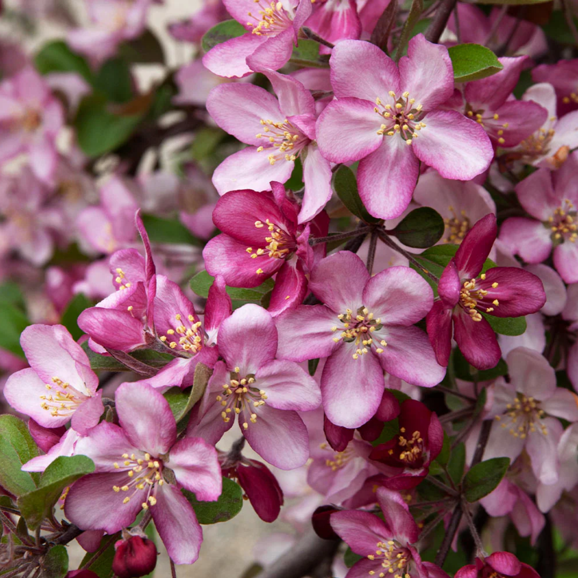 Robinson Crabapple | Malus 'Robinson'