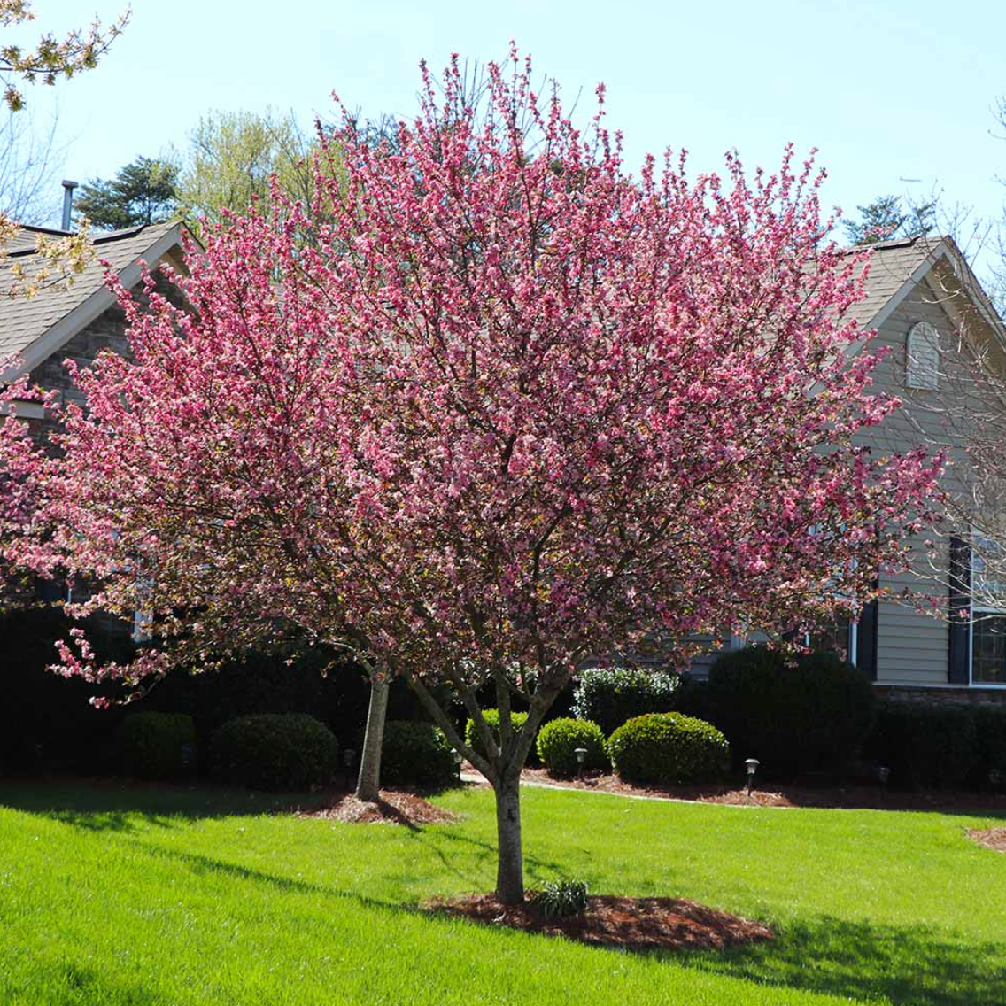 Robinson Crabapple | Malus 'Robinson'