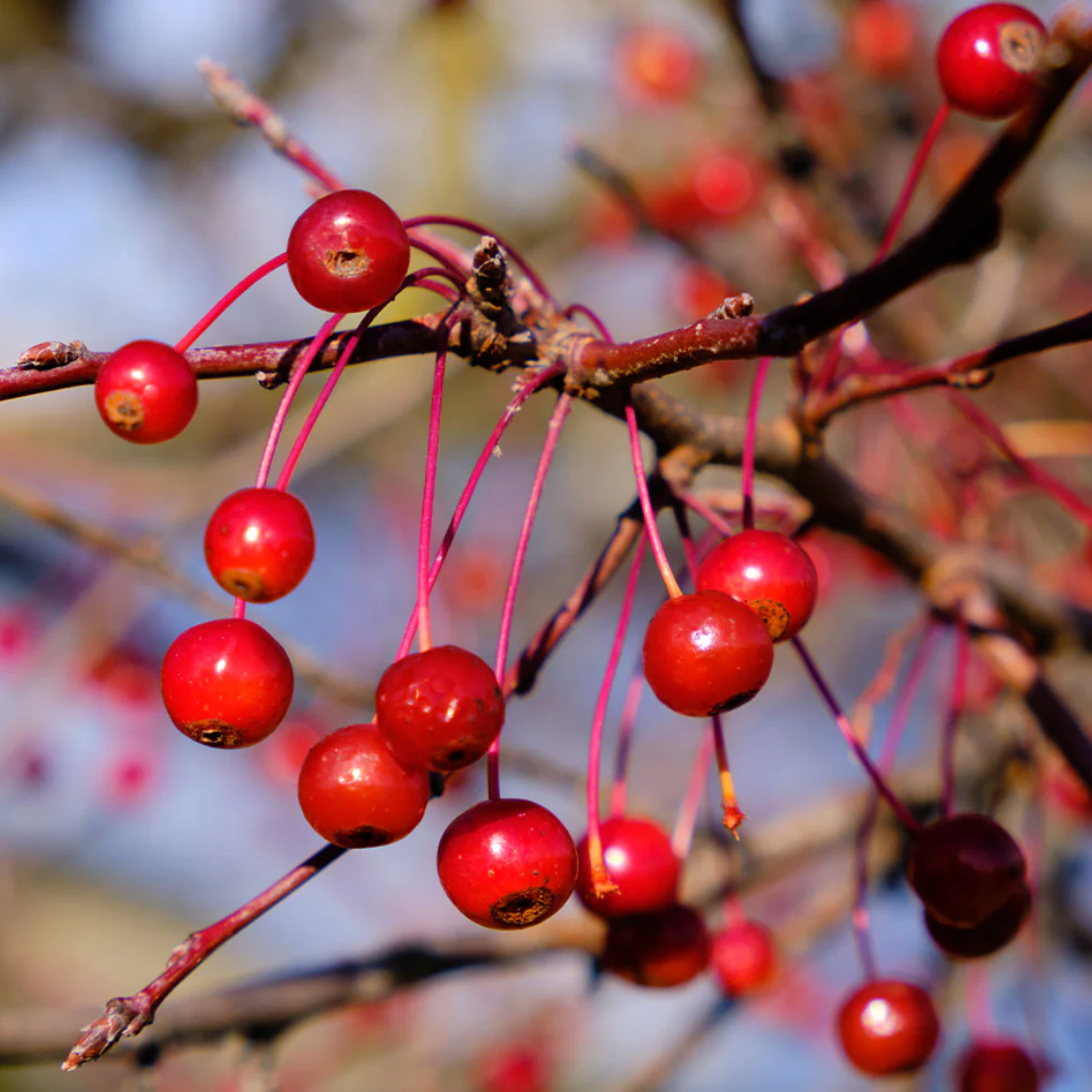 Robinson Crabapple | Malus 'Robinson'