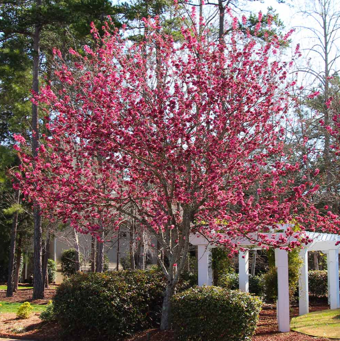 Robinson Crabapple | Malus 'Robinson'