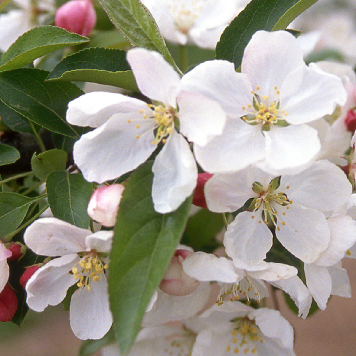 Donald Wyman Crabapple | Malus 'Donald Wyman'