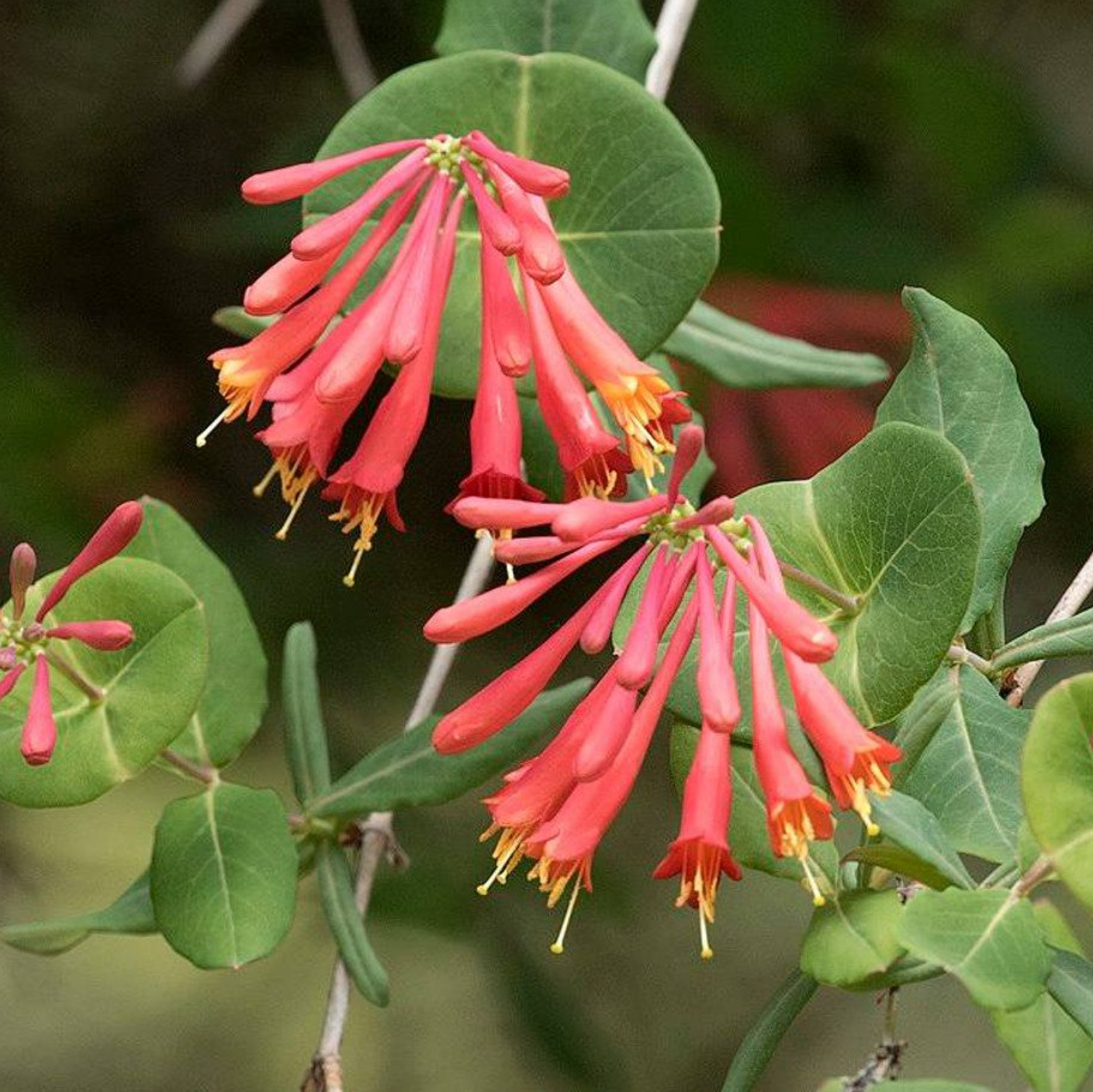 honeysuckle indoor plant Coral Star' Honeysuckle