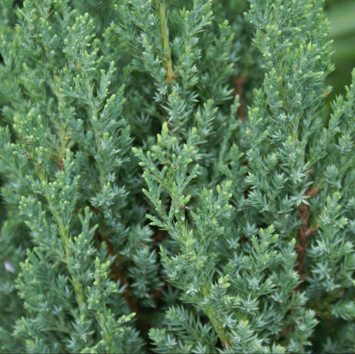 Blue Point Juniper | Juniperus chinensis