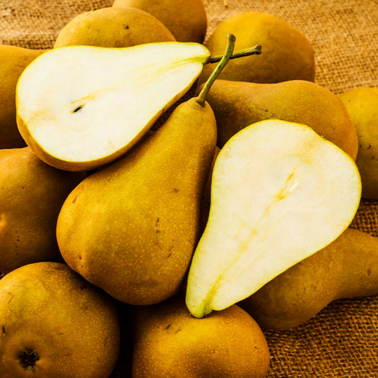 Bosc Pear