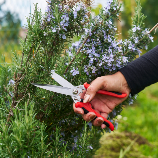 FELCO 456 - Aromatic herbs scissors