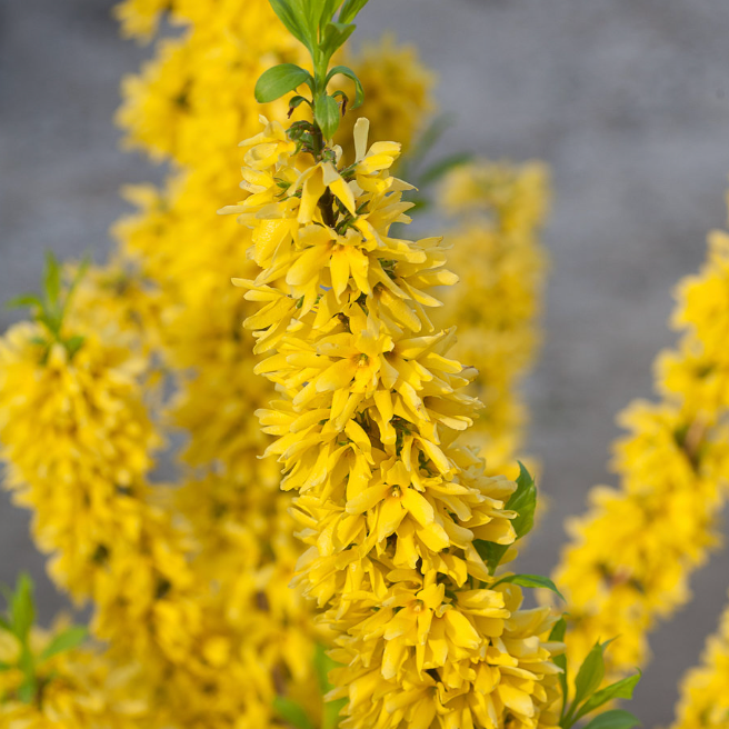 Show Off Forsythia | Forsythia × intermedia 'Mindor'