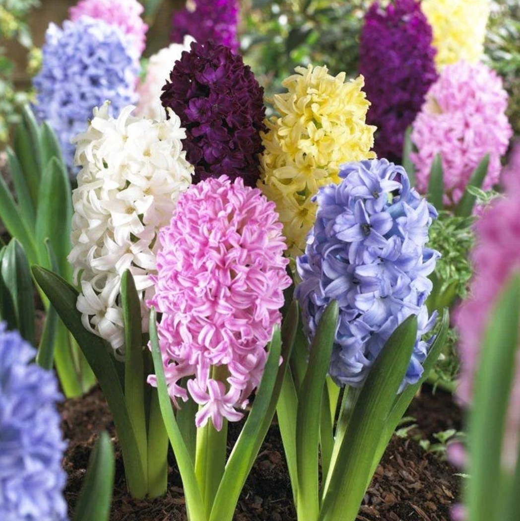 Easter Joy Hyacinth Mix