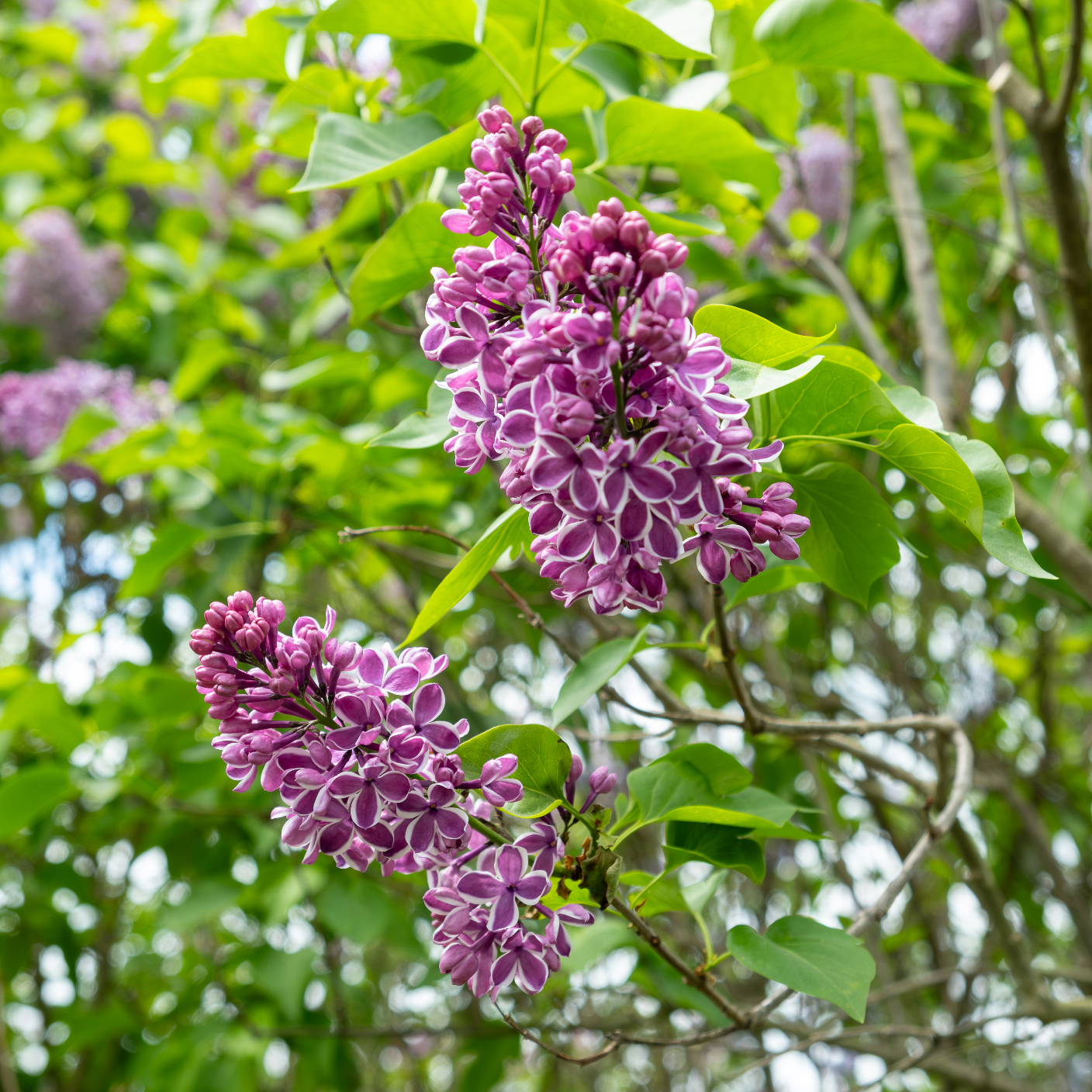 Sensation Lilac